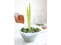 Набор для салата «Салатное растение»